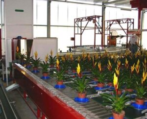 Digital Vision Grading and Sorting System