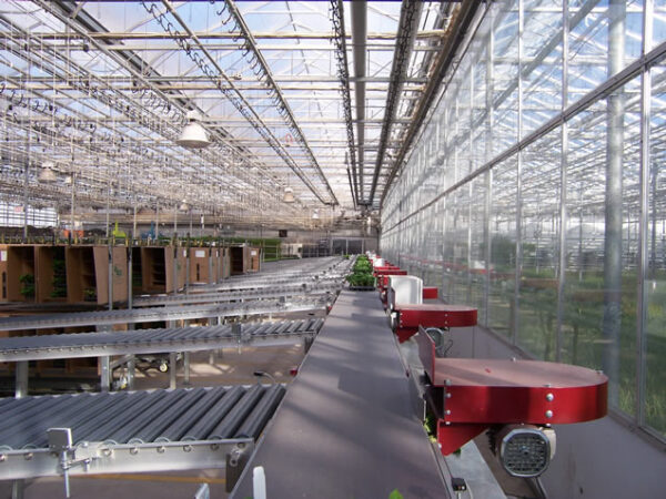 Looking straight down main conveyor as trays travel to correct lanes