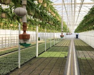 Overhead Nozzle Irrigation