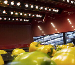 aweta fruit vegetable scanning plantech niagara 1 Aweta Sorting and Packaging