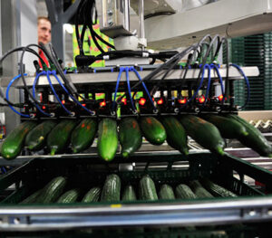 aweta fruit vegetable sorting packing systems niagara 2 Aweta Sorting and Packaging