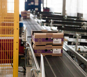 aweta fruit vegetable sorting packing systems niagara 4 Aweta Sorting and Packaging