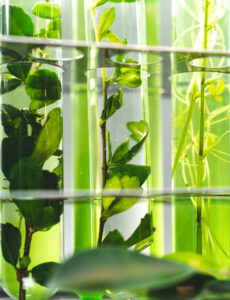 Photo of plant materials in test tubes.