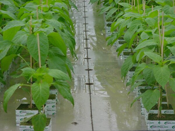 Irrigation Flood Floors