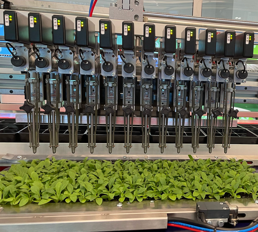 Transplanter grippers picking up young plants.