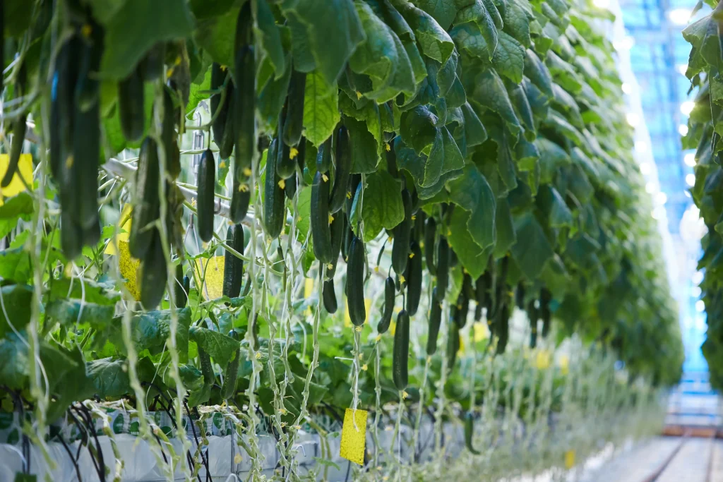 cucumber 01 controlled environment production