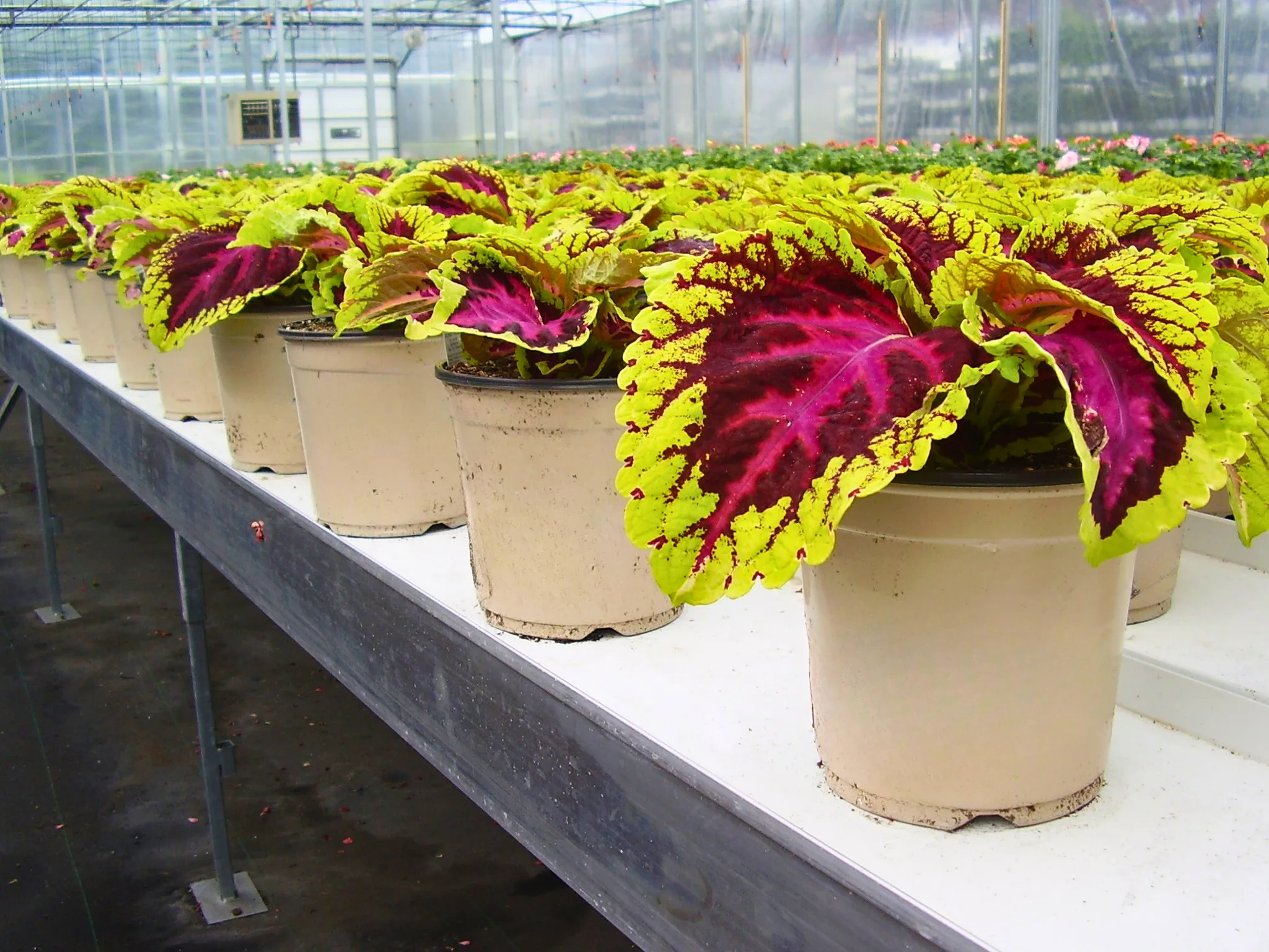 Trough Table Irrigation