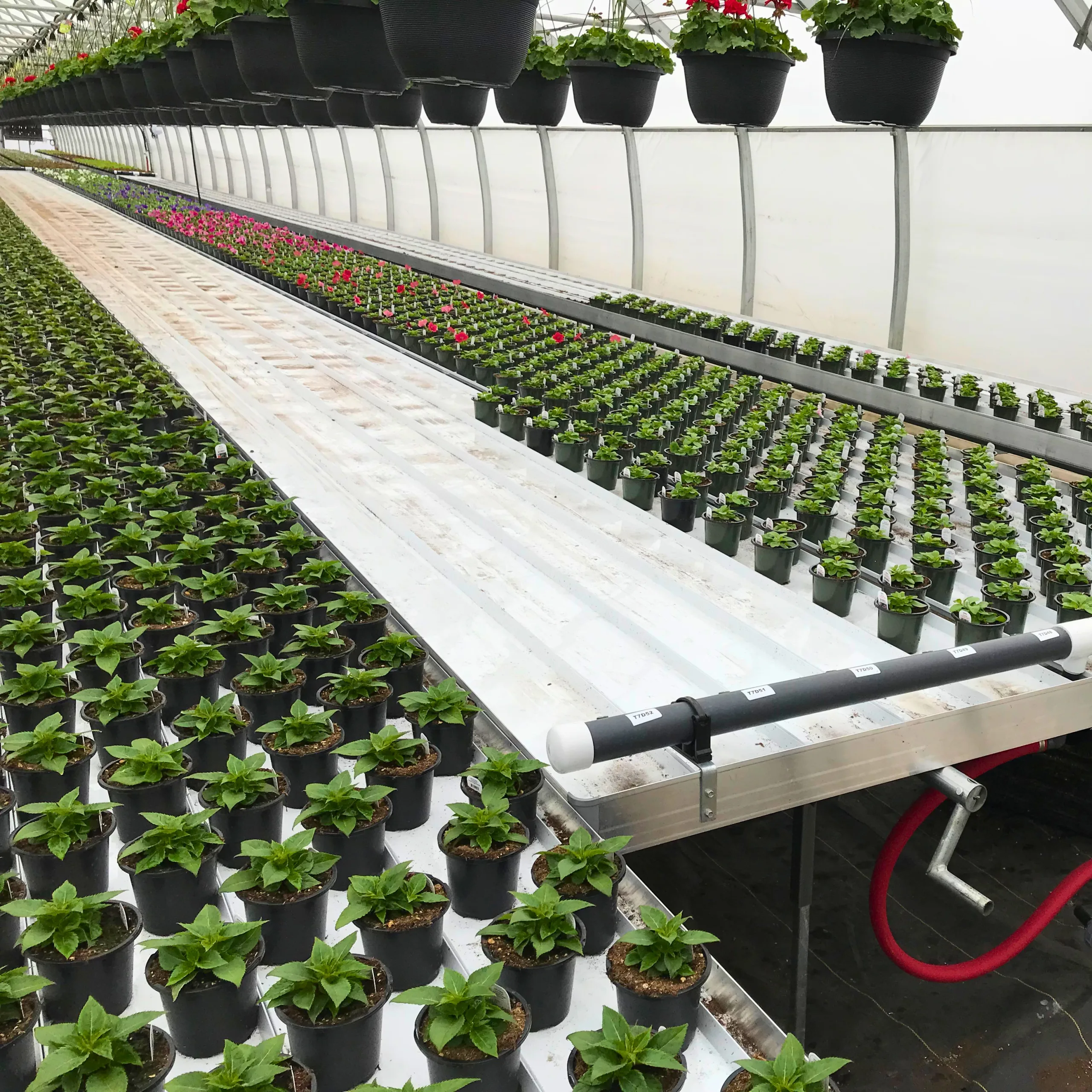 Trough Table Irrigation