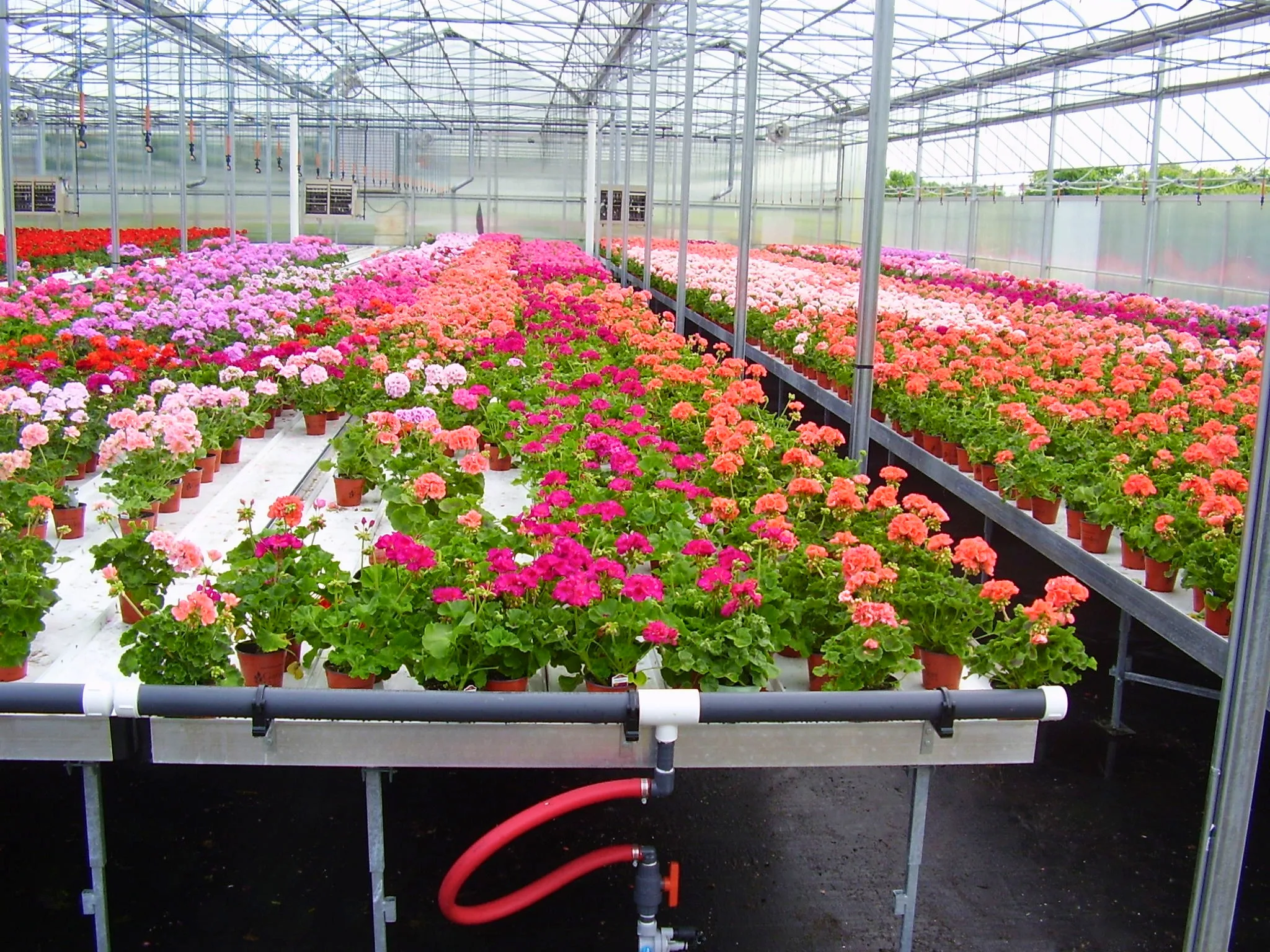 Trough Table Irrigation